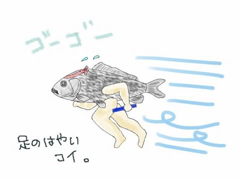 足の速い鯉
