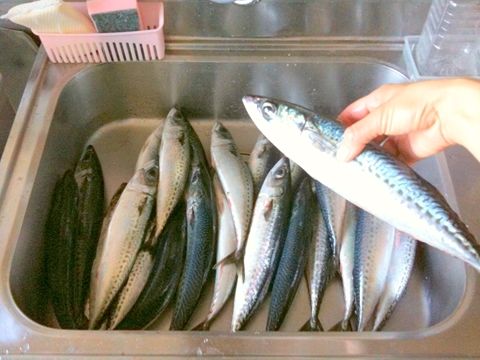 ゴマサバ22匹もらった_R