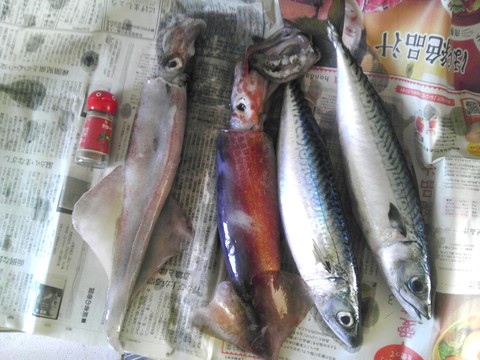 イカと鯖をもらう